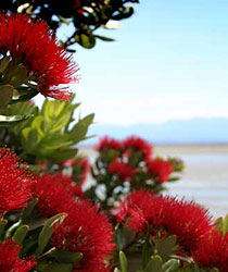 Pohutukawa Tree